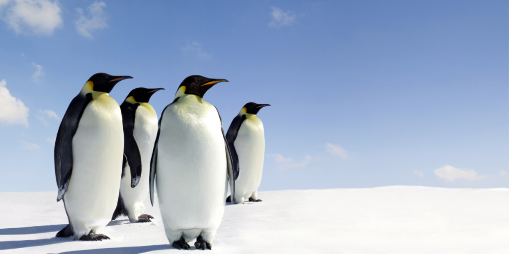 ペンギンが立っている