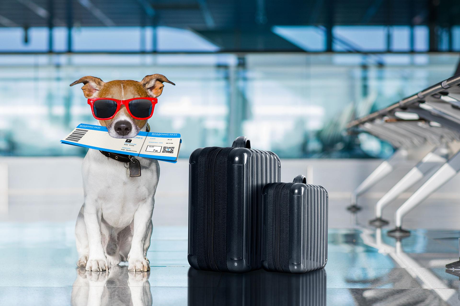 犬、猫と一緒に飛行機に乗れる日も近い？